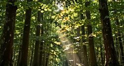 Россиянам напомнили о периоде активности клещей Россиянам напомнили о периоде активности клещей