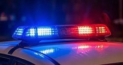 Полицейская собака нашла потерянного ребенка в Ленобласти Полицейская собака нашла потерянного ребенка в Ленобласти