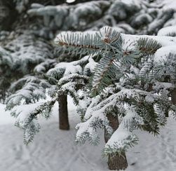 В Петербурге ожидается облачная погода, без осадков В Петербурге ожидается облачная погода, без осадков