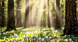 Роспотребнадзор: начало активности клещей ожидается в третьей декаде марта Роспотребнадзор: начало активности клещей ожидается в третьей декаде марта