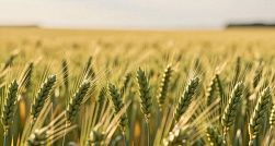 В Ленобласти начали действовать новые правила перевода сельхозземель В Ленобласти начали действовать новые правила перевода сельхозземель