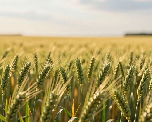 В Ленобласти начали действовать новые правила перевода сельхозземель