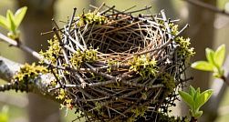 В Петербург после зимовки вернулись грачи В Петербург после зимовки вернулись грачи