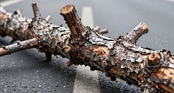 Россиянам рассказали, как добиться выплаты за упавшее на машину дерево Россиянам рассказали, как добиться выплаты за упавшее на машину дерево